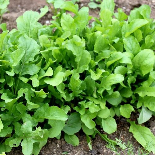 Is Complexity Humanity’s Salvation or Demise? A Quest for Survival in New Zealand