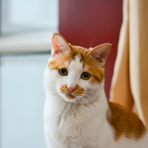 Why the Japanese Bobtail Cats Hold Such a Sacred Place in Folklore